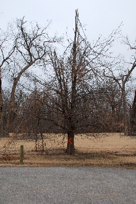 Crown damage in y9oung oak exceeds 50%.